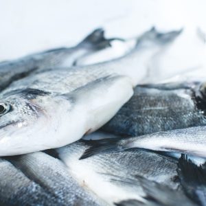 Pêche du jour
